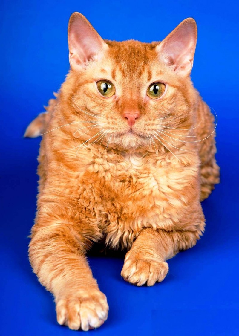 Уральский рекс кошка