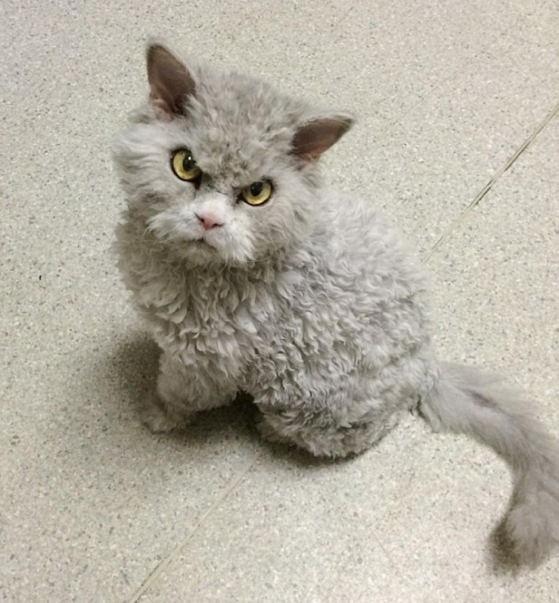 Кот Селкирк рекс