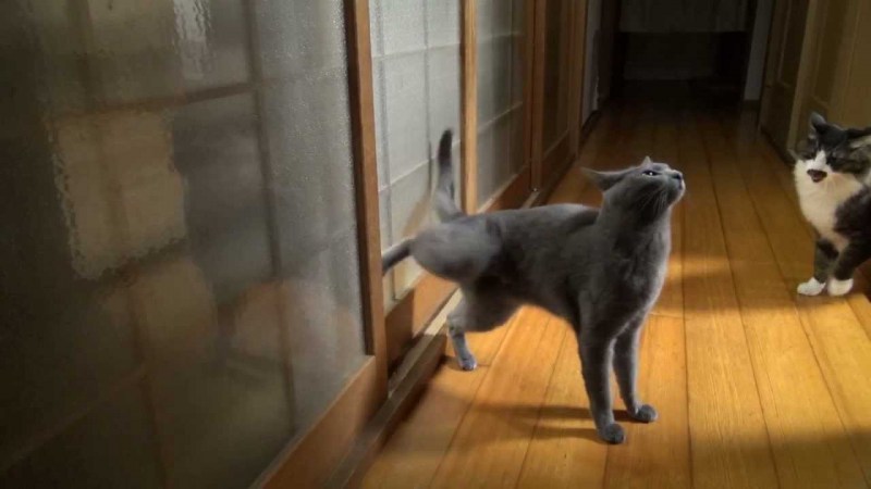 Отвадить котов от участка