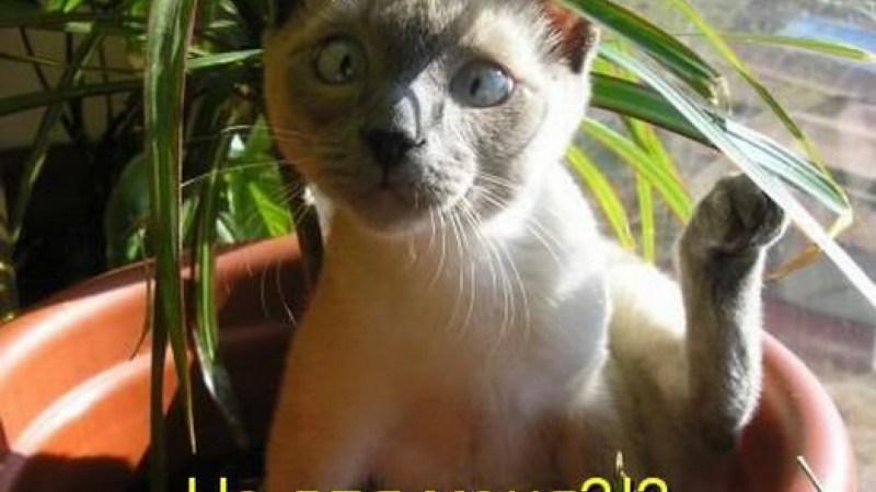 Кот с поджатым хвостом