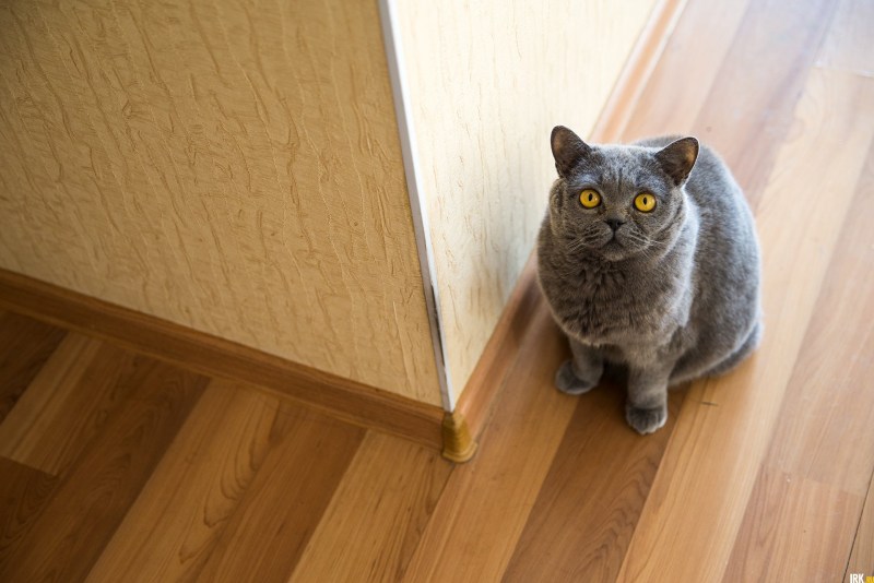 Кошка рядом с лотком