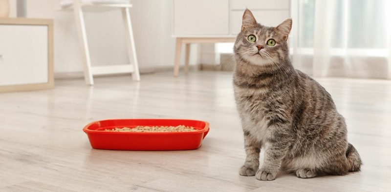 Кот нюхает ботинки