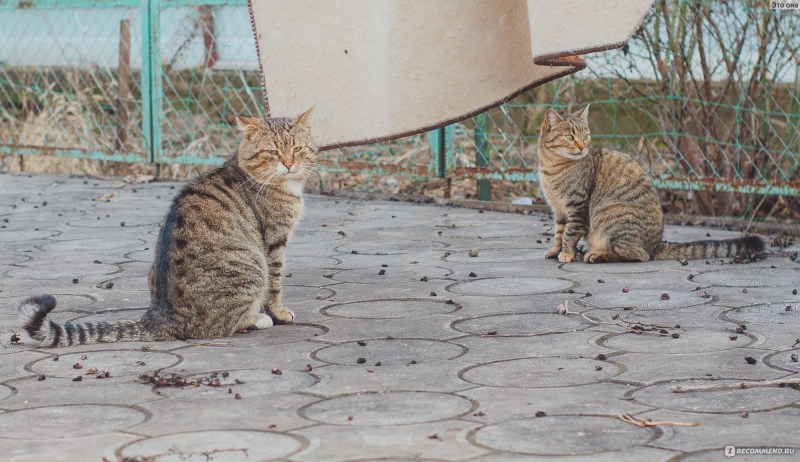 Кошка трется