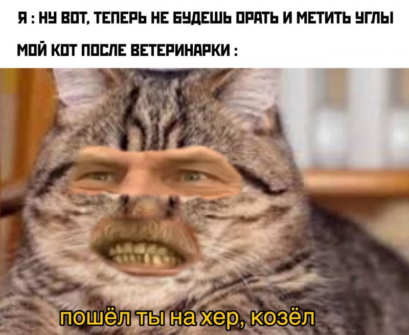 Котик серый в саду