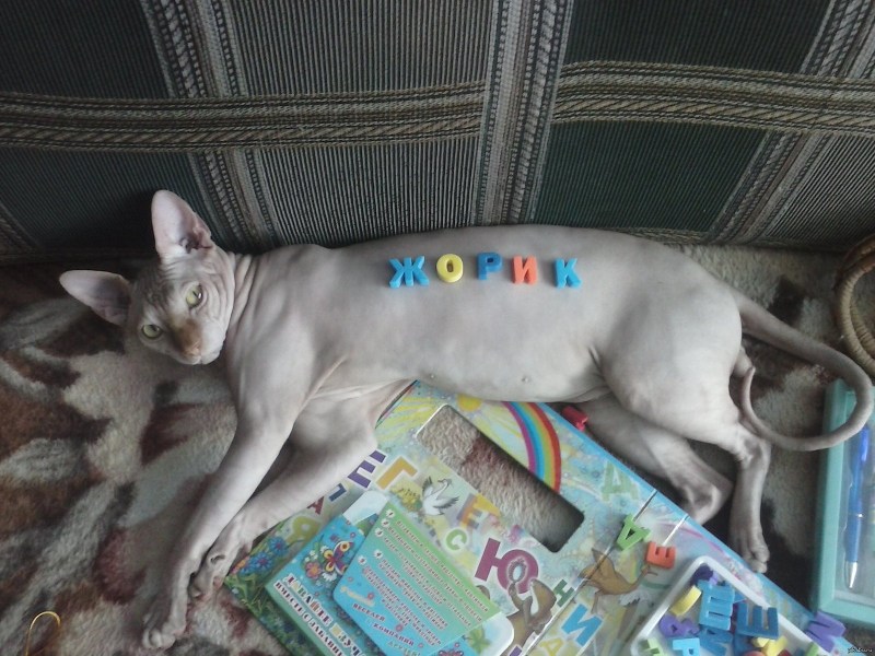 Кошка царапает