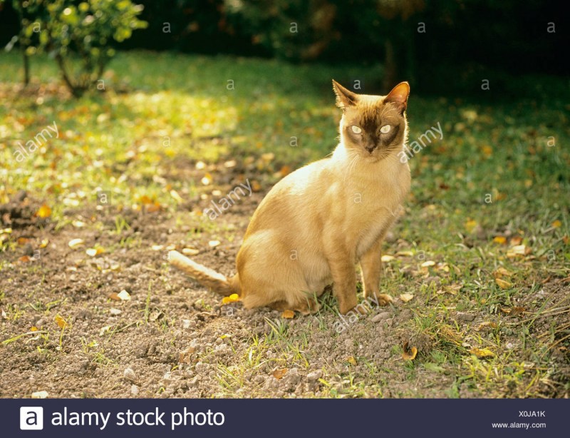 Кот лежит на ковре