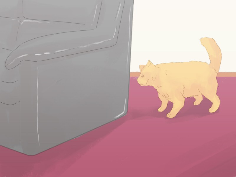 Котик на колесах