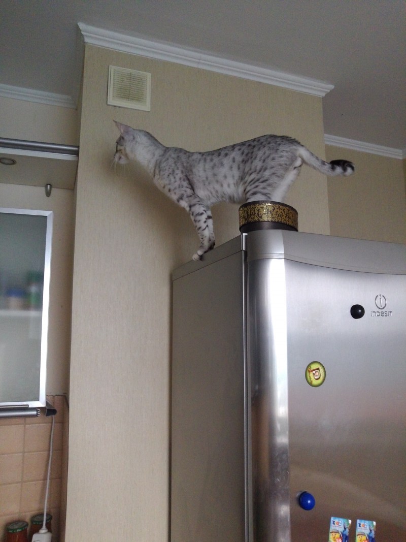 Коты ломится в квартиру
