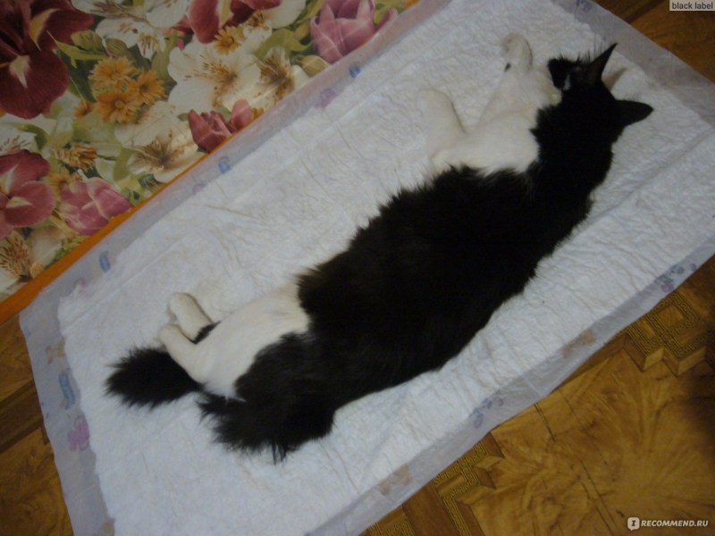 Кошка сутулая