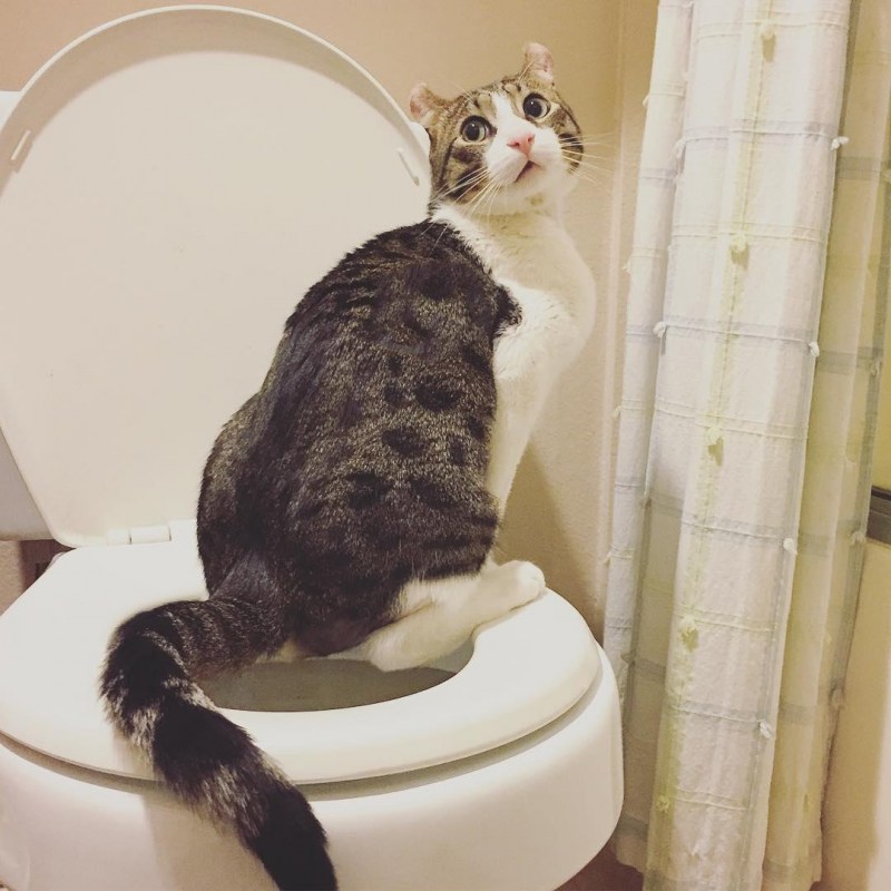Кот в туалете