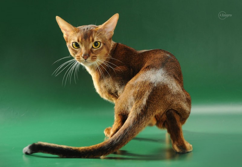 Абиссинская кошка