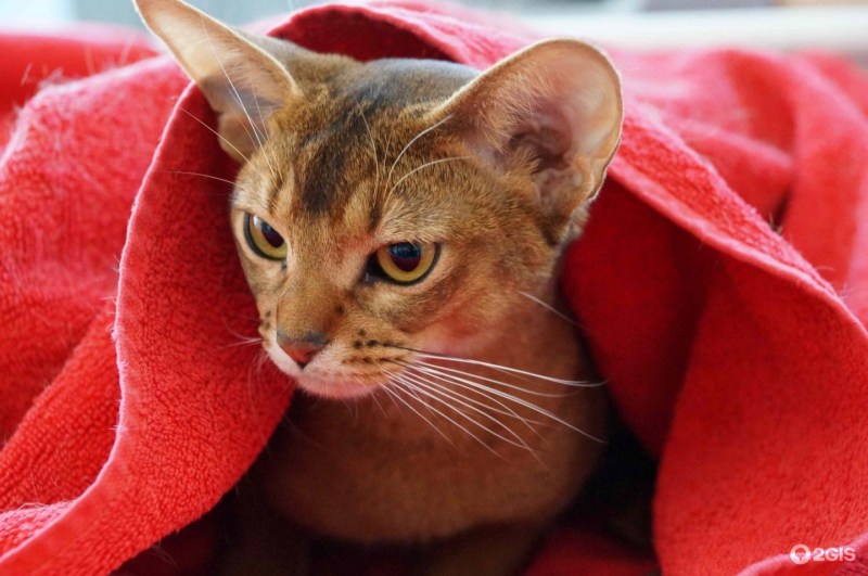 Котенок абиссинского кота