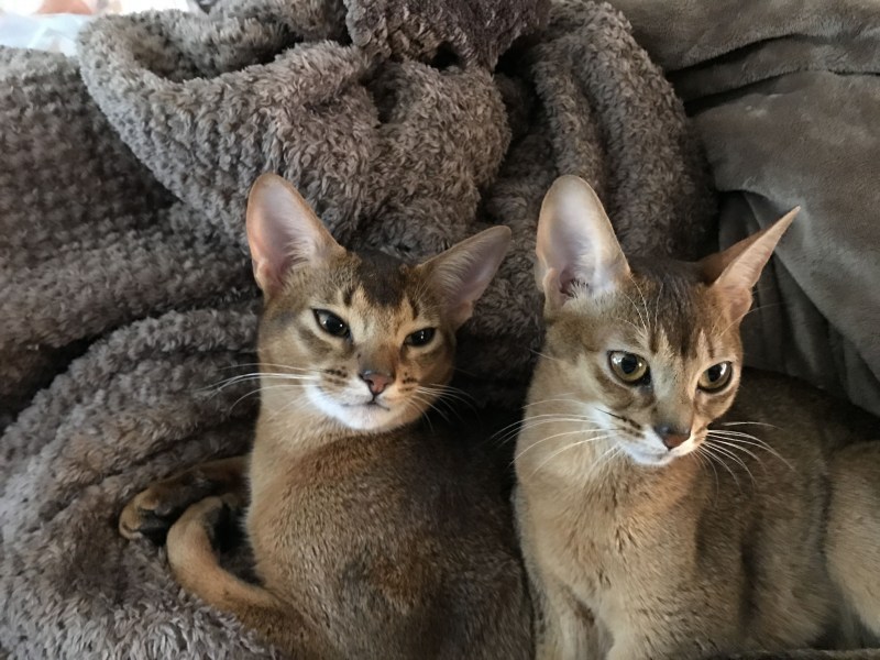 Абиссинская кошка
