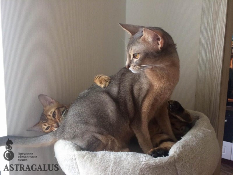 Абиссинская кошка котёнок серый