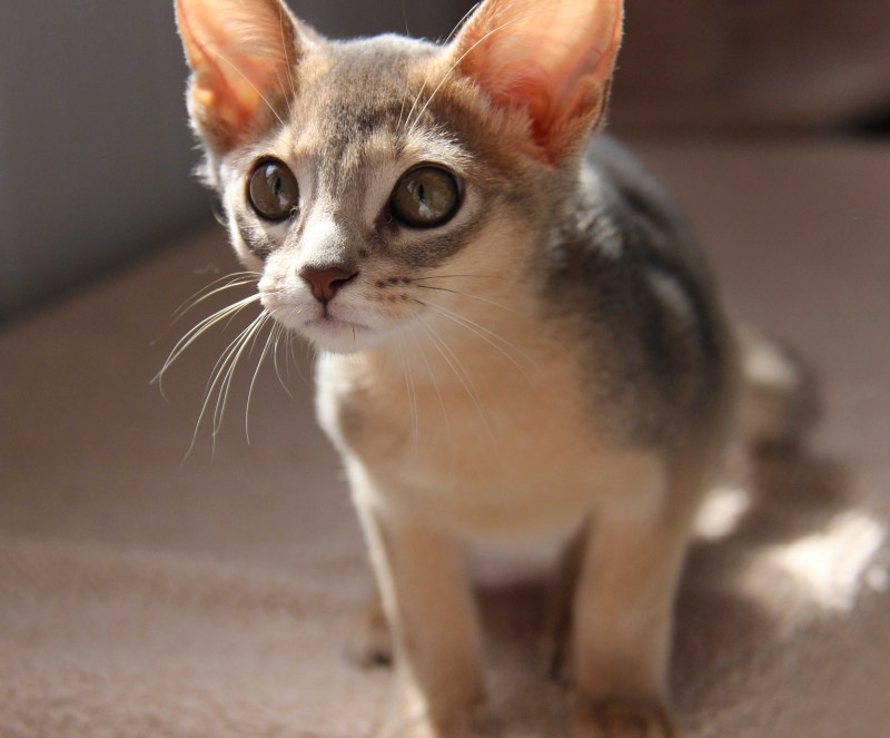 Абиссинская кошка котёнок