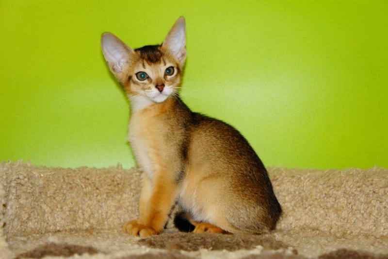 Абиссинская кошка характер