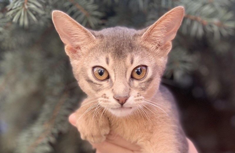 Кот ассибинский