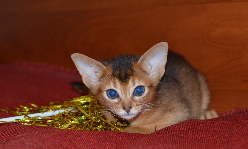 Абиссинская кошка
