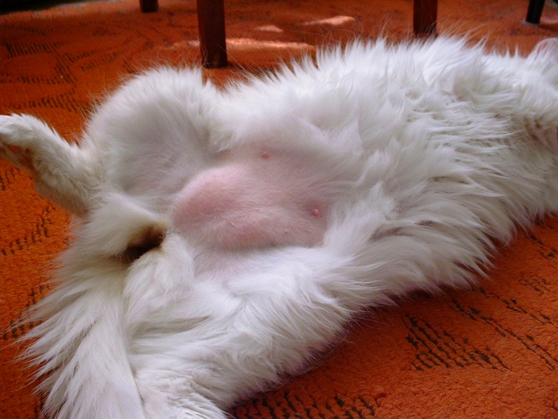 Кошачий курдючок