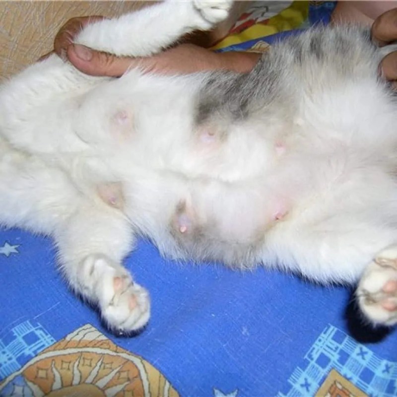 Беремменная кошка сфинкс