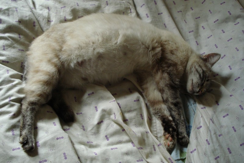 Котенок лежит на левом боку на лапках