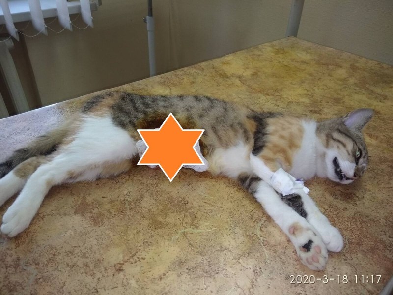 Стерилизация кошек в Краснодаре Краснодог