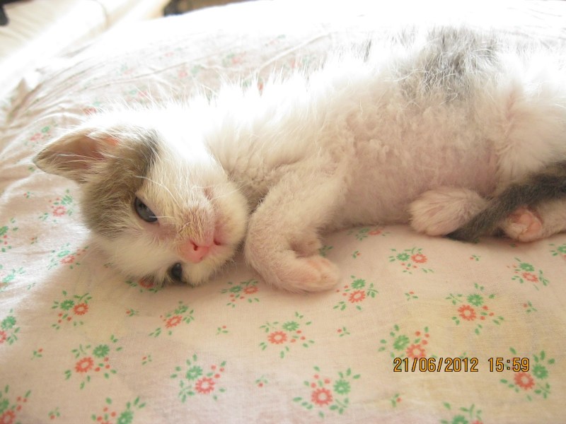 Рахит у кота