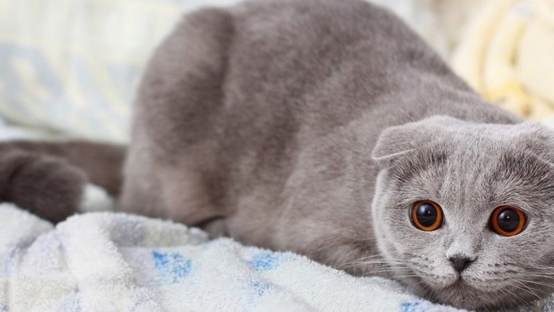 Вислоухий шотландец серый