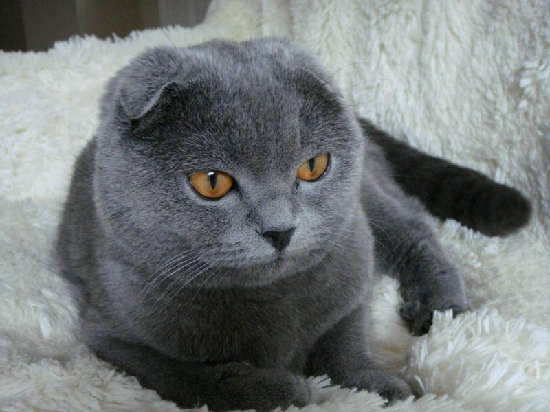 Британский скоттиш фолд