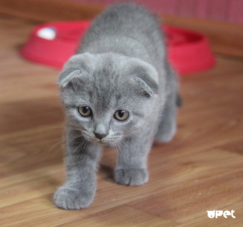 Шотландский вислоухий кот серый
