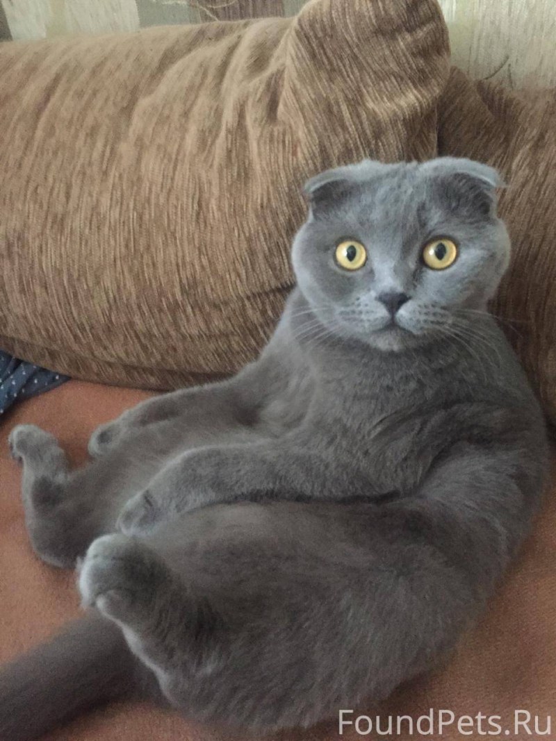 Кошки вислоухие британцы
