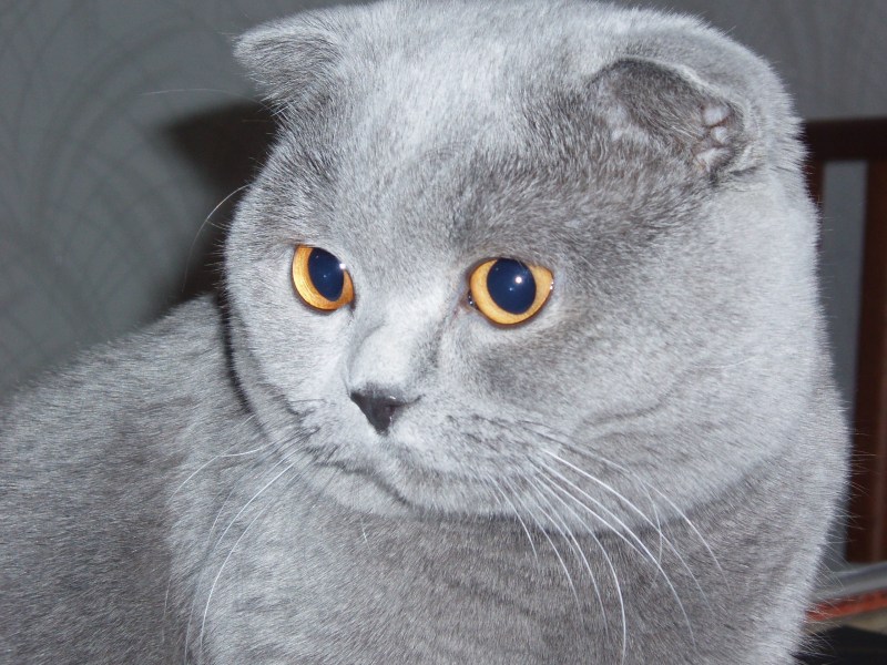 Шотландская вислоухая кошка