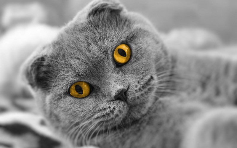 Серый обиженный котик вислоухий очннт обижонный!!!