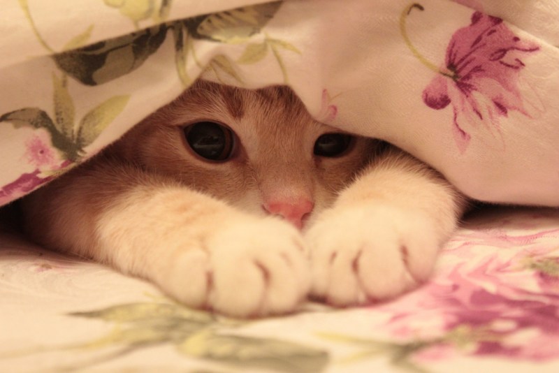 Котейка милота