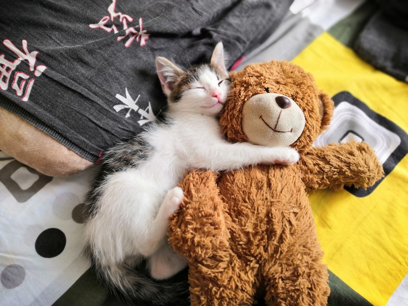 Рыжий кот милота