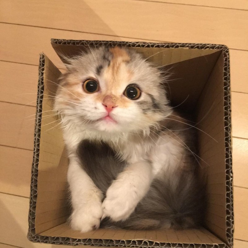 Красивые мультяшные коты