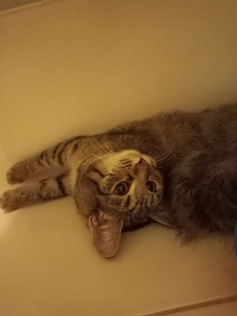Няшные котики