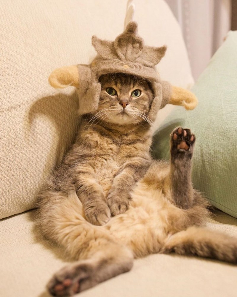Милая морда кота