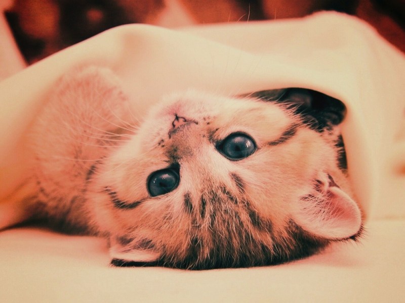 Кошки милота