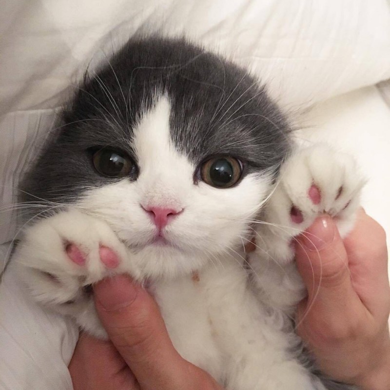 Милые котёнки