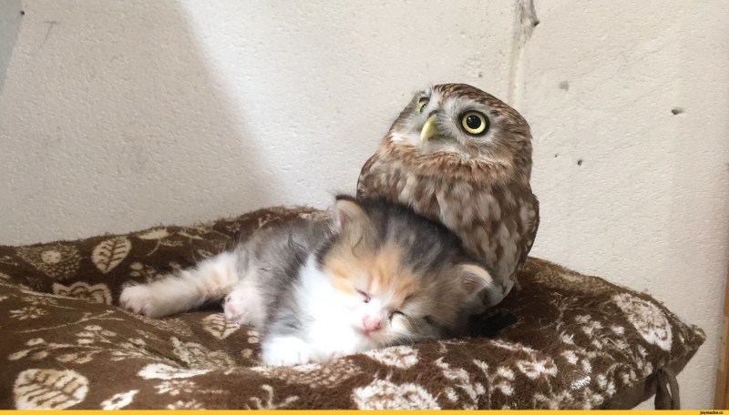 Кошки нежность