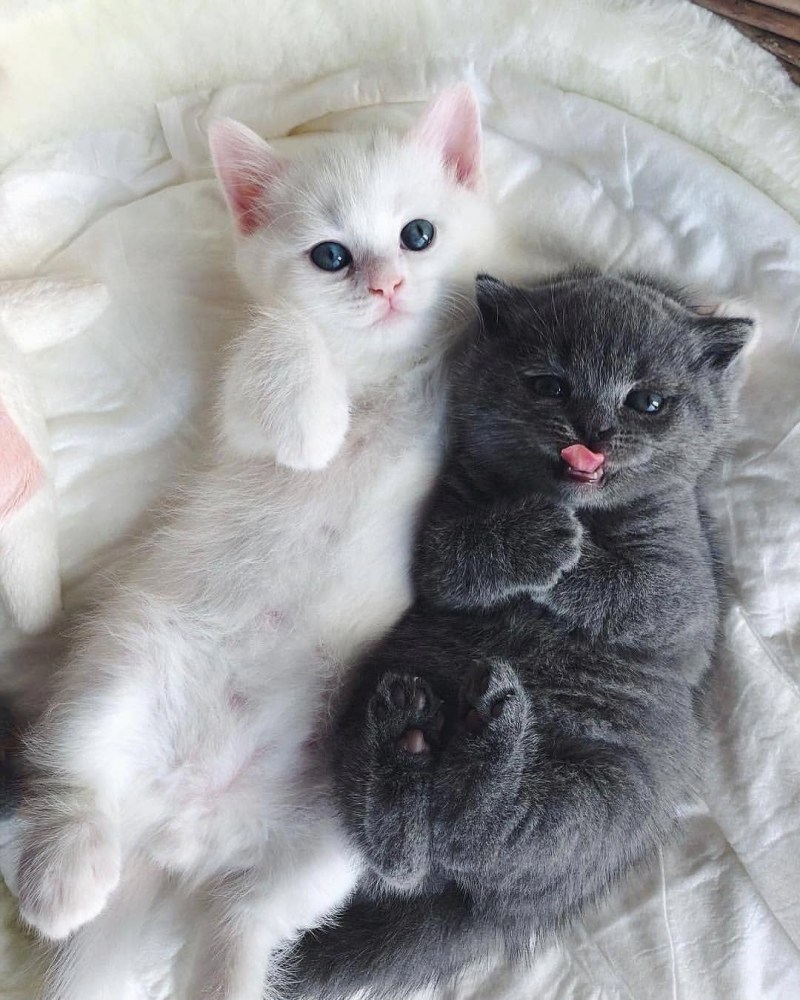 Кошечки милота