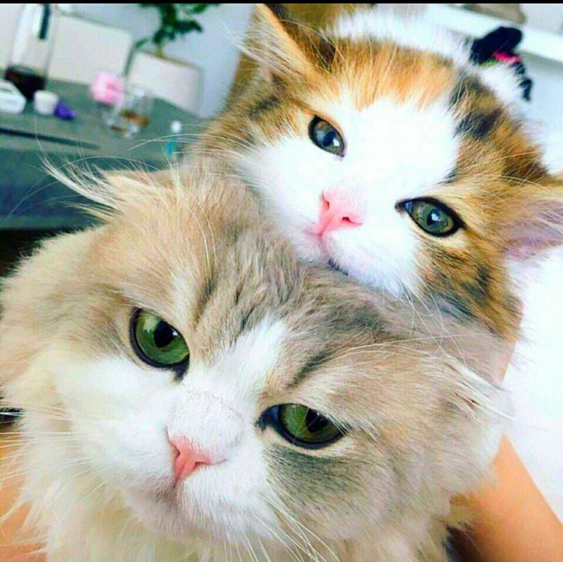 Мимишные котики