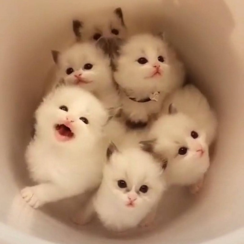 Кошки милота