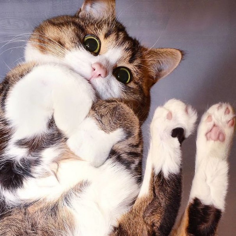 Котейка милота