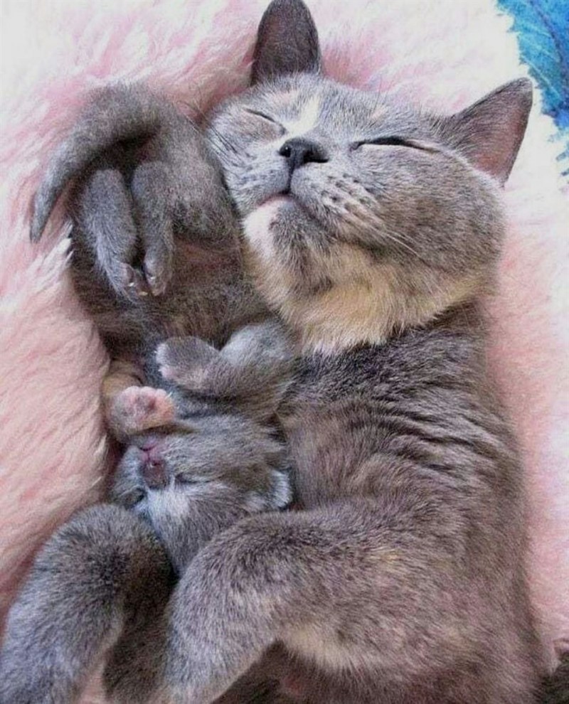Котейка милота