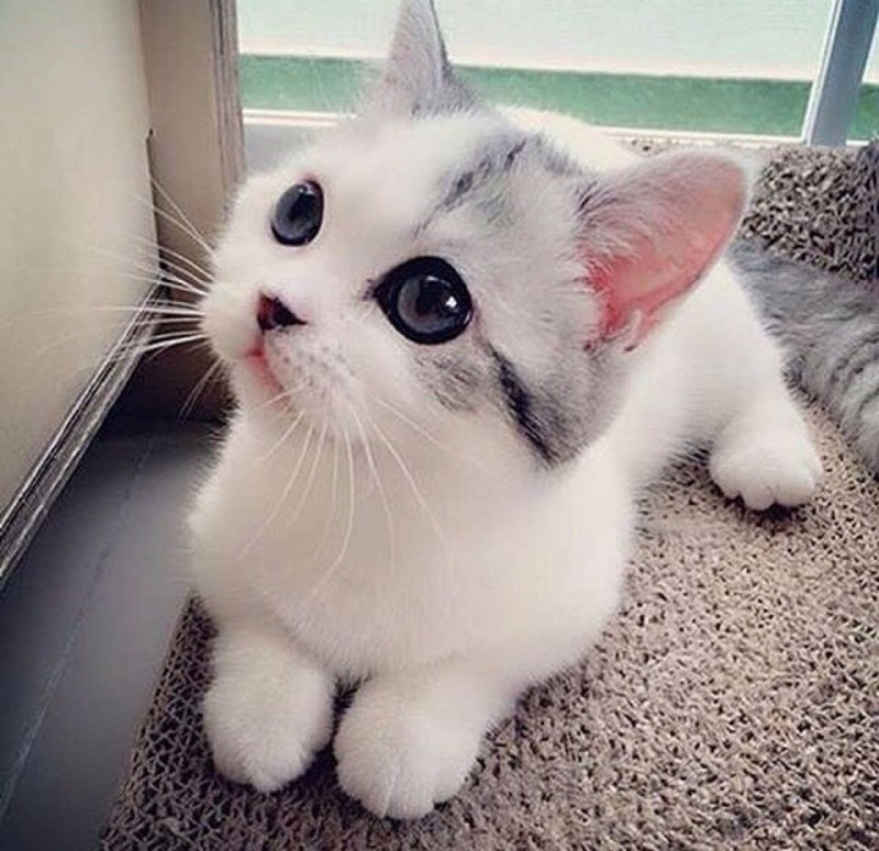 Кошки мимими
