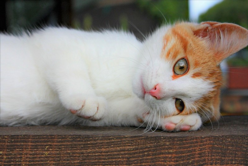 Котёнок милота с ппарой