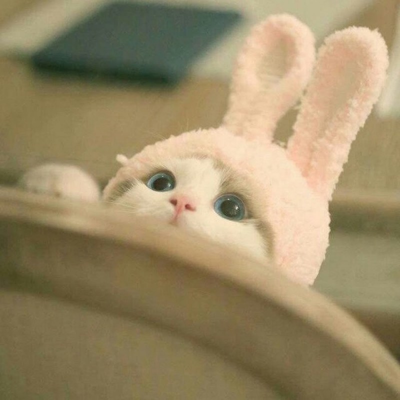 Кошка и еж