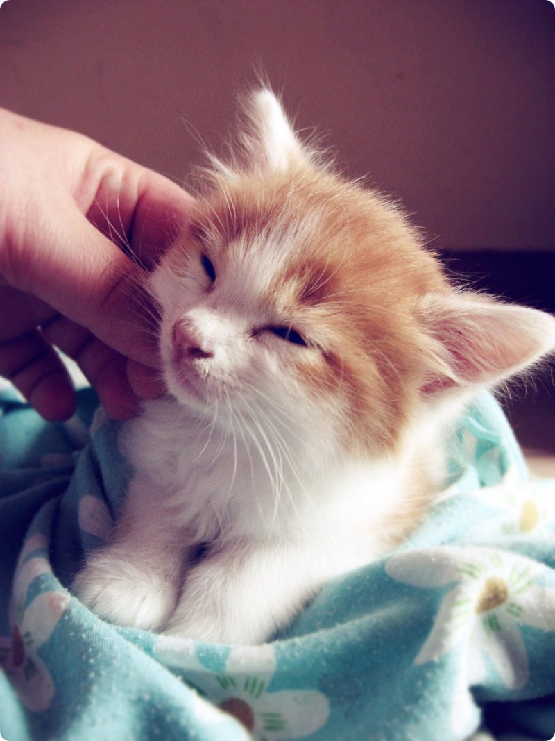 Котенок Кусь
